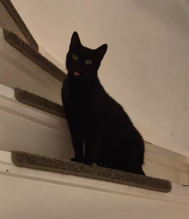 Masha, een echte black beauty, Dieren en Toebehoren, Katten en Kittens | Overige Katten, Kortharig, Poes, 3 tot 5 jaar
