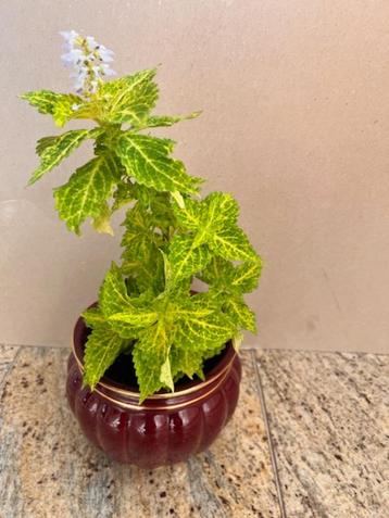 Siernetel Coleus groene kamerplant planten 37 cm in pot