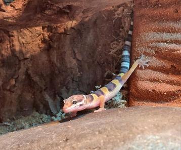 Luipaard gekko beschikbaar voor biedingen