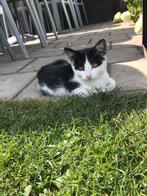 Prachtige kittens zwart-wit, Dieren en Toebehoren, Poes