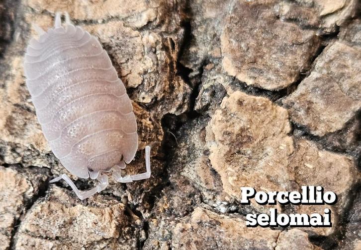 Porcellio selomai, Dieren en Toebehoren, Insecten en Spinnen, Overige soorten