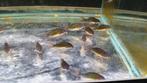 Corydoras op voorraad, Vis, Zoetwatervis, Schoolvis