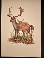 Damhert, Verzenden, 1980 tot heden, Zo goed als nieuw, Dier