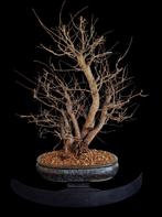 Bonsai ulmus vlotje, Bloeit niet, Overige soorten, Minder dan 100 cm, Ophalen