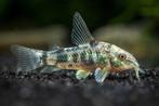 Corydoras Paleatus, Dieren en Toebehoren, Vissen | Aquariumvissen, Vis, Zoetwatervis, Schoolvis
