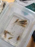 Axolotl 5-7 cm Koper / Copper kleur, Amfibie, 0 tot 2 jaar