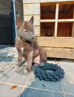 Wolfhond pups zoeken baasje, België, Particulier, Rabiës (hondsdolheid), 8 tot 15 weken