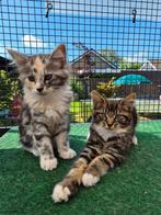 Main Coon poes en kater, Dieren en Toebehoren, Katten en Kittens | Raskatten | Langhaar, Meerdere dieren, Gechipt