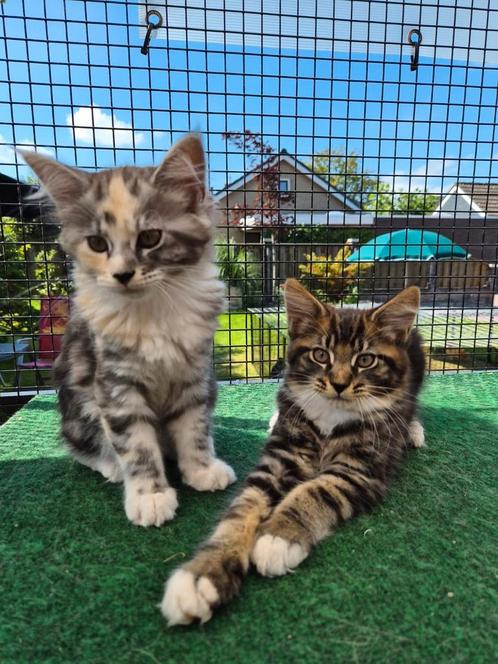 Main Coon poes en kater, Dieren en Toebehoren, Katten en Kittens | Raskatten | Langhaar, Meerdere dieren, Gechipt, Ontwormd