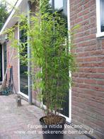 Haagbamboes; groenblijvend en niet woekerend, Tuin en Terras, Haag, Bamboe, Ophalen, 250 cm of meer