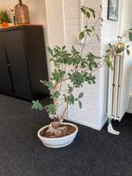 Ficus, Tuin en Terras, Planten | Tuinplanten, Ophalen, Zomer, Overige soorten, Volle zon