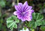 Groot kaasjeskruid planten Malva, Ophalen of Verzenden, Zomer, Overige soorten, Volle zon