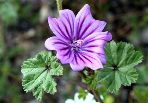 Groot kaasjeskruid planten Malva, Tuin en Terras, Planten | Tuinplanten, Overige soorten, Volle zon, Zomer, Ophalen of Verzenden