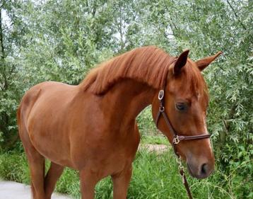 Super lieve en brave 3 jarige E pony! beschikbaar voor biedingen