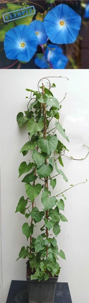 Klimmende Winde- Morning Glory Tricolor Heavenly Blue, Tuin en Terras, Planten | Tuinplanten, Eenjarig, Klimplanten, Halfschaduw