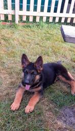 Te koop: Duitse Herder pup met stamboom, Dieren en Toebehoren, Honden | Herdershonden en Veedrijvers, Reu, CDV (hondenziekte)