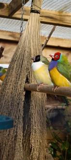 Gouldamadines, Meerdere dieren
