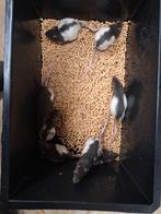 Jonge ratten, rittens, Dieren en Toebehoren, Knaagdieren, December, Meerdere dieren, Rat