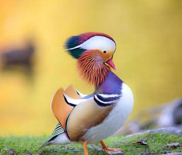 Siereenden beschikbaar voor biedingen