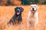 Gezocht labrador herplaatser, Ophalen of Verzenden