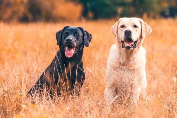 Gezocht labrador herplaatser, Dieren en Toebehoren, Honden-accessoires, Ophalen of Verzenden