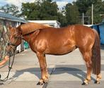 15 Jarige top braaf stevig beginnerspaardje 🏆😍, Dieren en Toebehoren, Paarden, Minder dan 160 cm, M, 11 jaar of ouder, Recreatiepaard