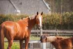 Luxe pensionplek aangeboden (hoge prijsklasse), Weidegang, 2 of 3 paarden of pony's