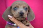 Teckel pups, België, 15 weken tot 1 jaar, Korthaar, Dwerg