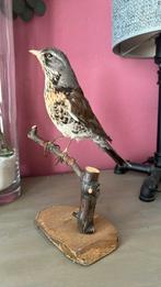 Opgezette vogel, Verzamelen, Dierenverzamelingen, Ophalen of Verzenden, Zo goed als nieuw, Vogel, Opgezet dier