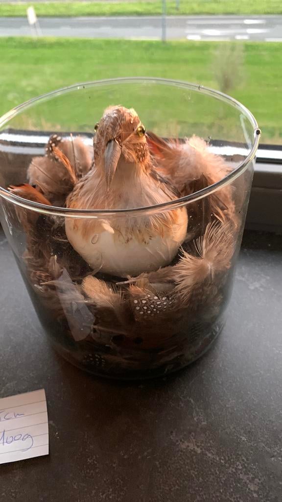 Pot met echte veertjes en vogel erin, Ophalen, Zo goed als nieuw, Rond, Riet