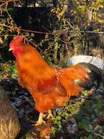 Te koop: New Hampshire krielhaan, Dieren en Toebehoren, Pluimvee, Mannelijk, Kip