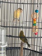 Prachtig kanarie koppel te koop!, Dieren en Toebehoren, Vogels | Kanaries, Meerdere dieren, Kleurkanarie