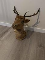 Opgezet Hert - Antiek Decoratie Stuk - Uniek Item !  (Taxide, Antiek en Kunst, Ophalen of Verzenden