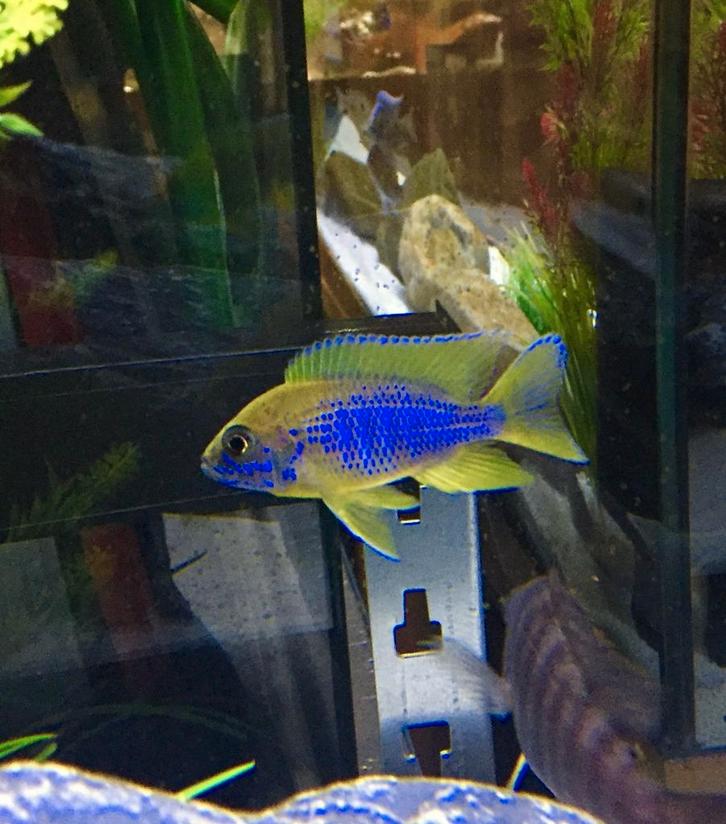 Aulonocara Mamelela Lemon Jake Malawi Cichliden, Dieren en Toebehoren, Vissen | Aquariumvissen, Zoetwatervis, Vis