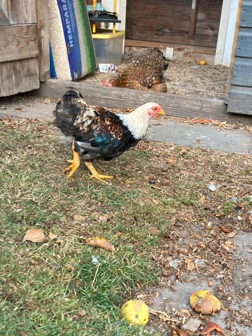 Pachtige Wyandotte kriel haan(en) GRATIS, Dieren en Toebehoren, Pluimvee, Kip, Mannelijk