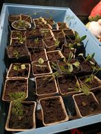 Paprika sla wortel radijs bosui lente ui 5 cm appelboom, Tuin en Terras, Ophalen, Volle zon, Groenteplanten, Eenjarig