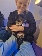 Hele mooie jack russel pup, teefje zoekt een nieuw baasje, Dieren en Toebehoren, Honden | Jack Russells en Terriërs, Jack Russell Terriër