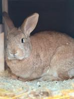 Kruising hangoor voedsters, Dieren en Toebehoren, Konijnen, Vrouwelijk, Hangoor