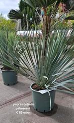 Yucca rostrata winterhard palmsoort., Tuin en Terras, Planten | Bomen, Overige soorten, 100 tot 250 cm, Zomer, Ophalen