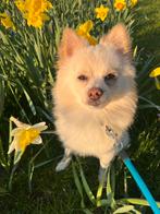 Dekreu pomeriaan / dwergkees  ( niet te koop), Reu, 1 tot 2 jaar, Parvo, Eén hond