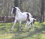 Bonte merrie uit Samber moederlijn / fokmerrie/ rijpaard, Merrie, B, Gechipt, Dressuurpaard