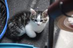 2 lieve/sociale kitten te koop (beide gereserveerd), Dieren en Toebehoren, Katten en Kittens | Overige Katten, Kater, Kortharig