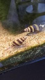 Helena slakken € 0,50 per stuk, Dieren en Toebehoren, Vissen | Aquariumvissen, Slak of Weekdier