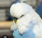 Gezocht jonge Engelse grasparkiet 2popjes, Dieren en Toebehoren, Vogels | Parkieten en Papegaaien, Vrouwelijk, Parkiet, Geringd