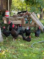 Ik bied La Fleche broedeieren aan, Dieren en Toebehoren, Geslacht onbekend, Kip