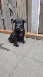 Zwarte en bruine Mechelse herder puppy's, Dieren en Toebehoren, 8 tot 15 weken, Teef, CDV (hondenziekte), Meerdere