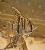 4 x jonge gestreepte maanvissen €2.95 per stuk, Vis, Zoetwatervis, Schoolvis