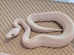 Koningspython, python regius, ballpython, Dieren en Toebehoren, Reptielen en Amfibieën, Slang, Tam, 0 tot 2 jaar