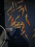 Koi karpers, Dieren en Toebehoren, Vissen | Vijvervissen, Karper of Koi