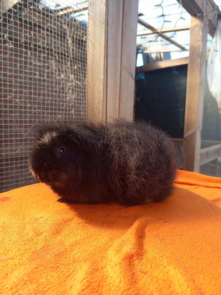 Te koop: Beer - Ch Teddy (Zwart Créme), Dieren en Toebehoren, Knaagdieren, Mannelijk, Cavia, Juni, Tam